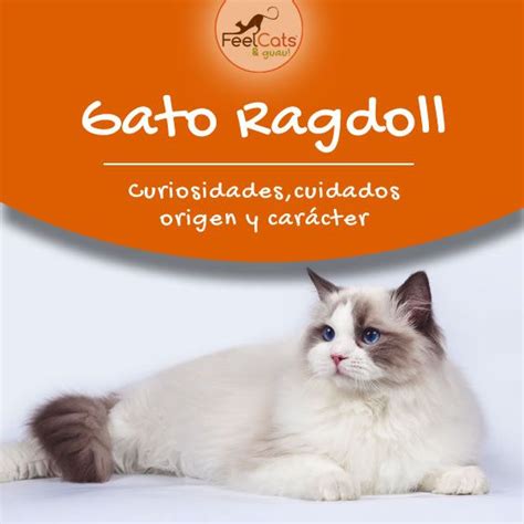 El Gato Ragdoll una raza cariñosa y dócil Gato ragdoll Gatos Razas