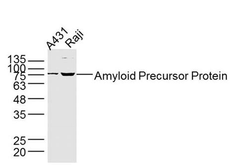 Amyloid Precursor Protein Polyclonal Antibody Bs 0112r