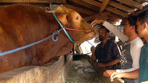 BERKAT DOA TEMAN2 SENO SAPI JUMBO KANDANG LAMA WARISO FIX KITA