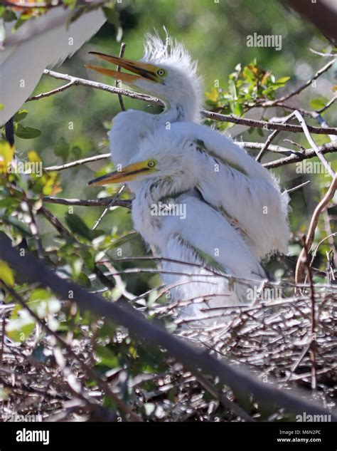 Dos hambrientos Garceta Blanca hermanos de nido de pájaro son casi