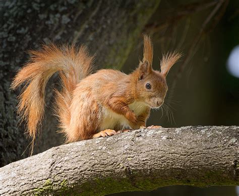 On The Branch Red Squirrel Sciurus Vulgaris Standing On Flickr