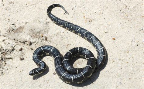 Eastern Kingsnake Facts, Description, Diet, and Images