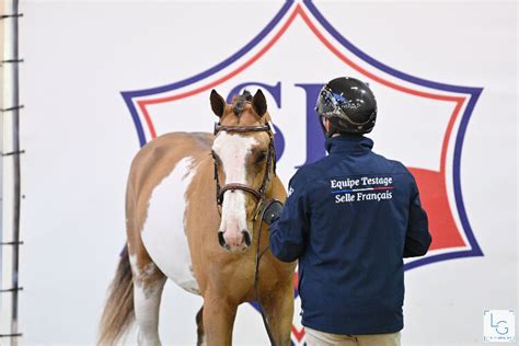 Kilimandjaro Semilly En Haras De Semilly