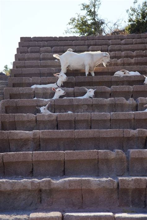 Cabras Do Teatro Antigo Em Canakkale Assos Foto De Stock Imagem De