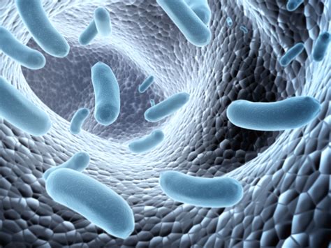 Borreliose – Zentrum der Erweiterten Medizin