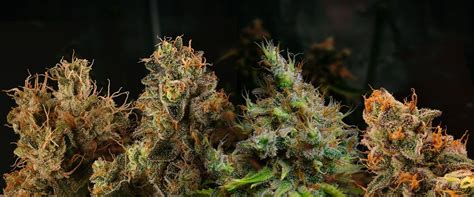 When Is Autoflower Cannabis Ready To Harvest | AudioKush