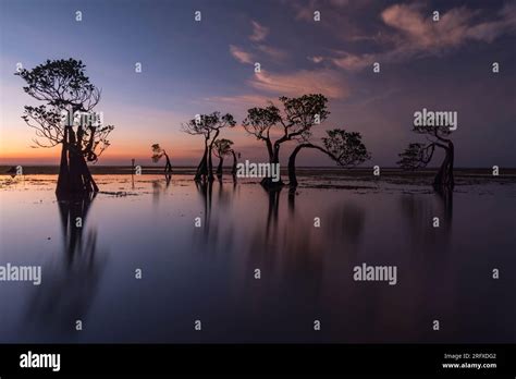 Mangrove Rehabilitation Hi Res Stock Photography And Images Alamy