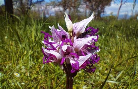 Orchidea Scimmia L Hai Mai Vista Scopri La Pianta Davvero Particolare