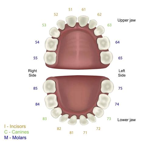 Numerazione Denti Decidui