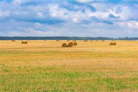 Large Round Cylindrical Straw Or Hay Bales In Countryside On Yellow