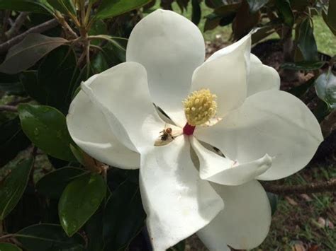 Magnolia Grandiflora Flower