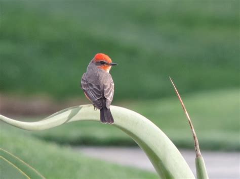 Steves Birds Vermillion Flycatcher Demuth Park Palm Springs 110