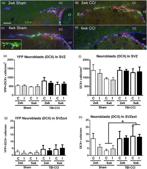 Shh Pathway Activation In Neuroblasts After CCI Immunohistochemistry