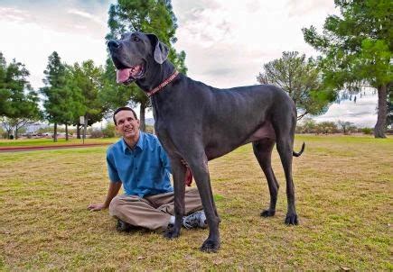 Funny Great Dane Biggest Dog in the World