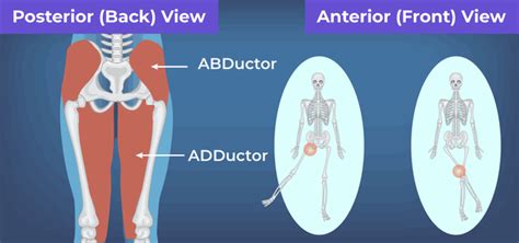 Difference Between Abductor and Adductor Muscles | GeeksforGeeks