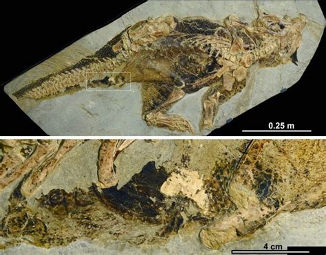 Describen Por Primera Vez La Cloaca De Un Dinosaurio