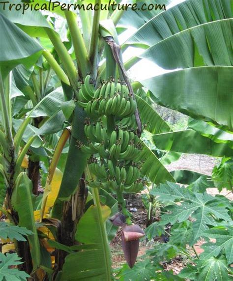 Growing Bananas How To Grow Banana Plants And Keep Them Happy