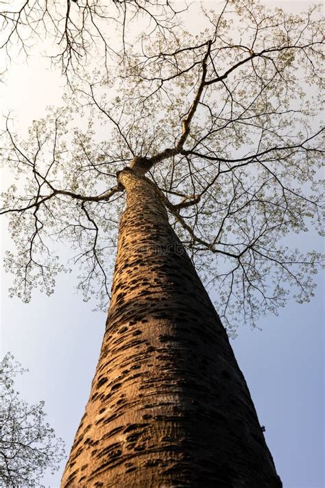 Leafless Tree With Hot Environment In Tropical Rainforest Stock Image