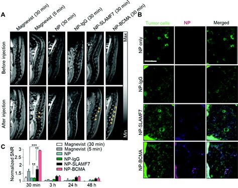 Antibody Targeting Of Ultra Small Nanoparticles Enhances Imaging