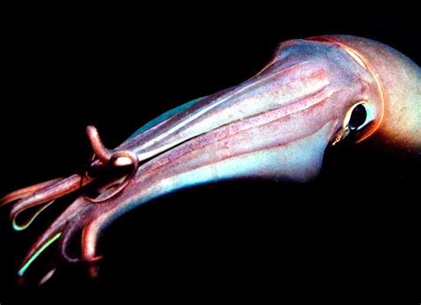 Humboldt Squid – "OCEAN TREASURES" Memorial Library