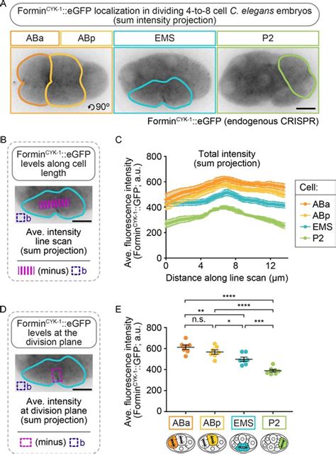 Figures And Data In Cell Intrinsic And Extrinsic Mechanisms Promote