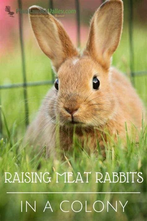 Raising Breeding Rabbits For Meat The Ultimate Guide