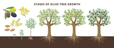 How To Grow A Kalamata Olive Tree A Complete Guide