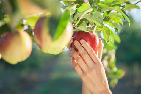 Woman Hand Picking An Apple Stock Image Image Of Leaves Farming