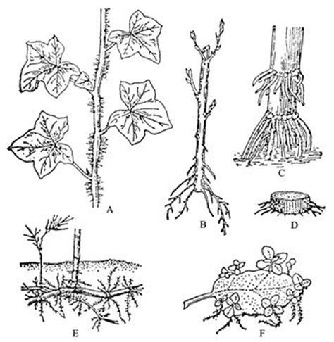 其他不定根的例子 生物科共同備課網