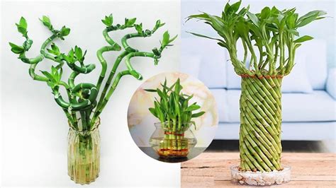 Lucky Bamboo Plant Benefits | GreenStories