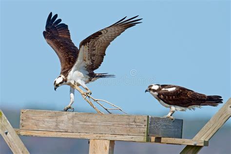 Osprey Stock Photo Image Of Flying Color Wild Female 30286376