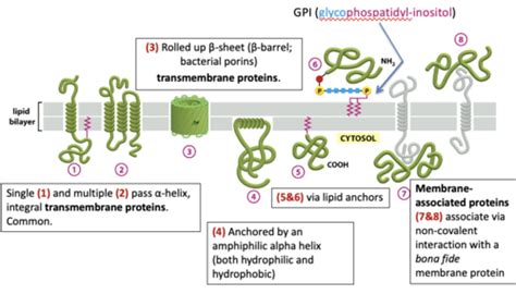 Membrane Proteins Flashcards Quizlet