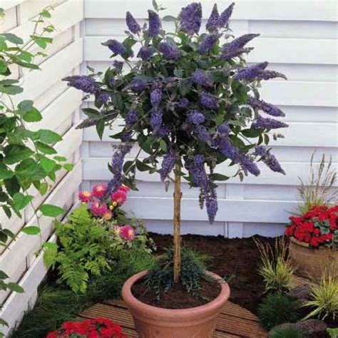 Best Shrubs For Pots All Year Round Uk At Augustus Mcdaniel Blog