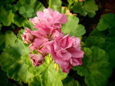 Raritäten Gärtnerei - Garten Jan - Rosenpelargonie - Pelargonium 'Noel ...