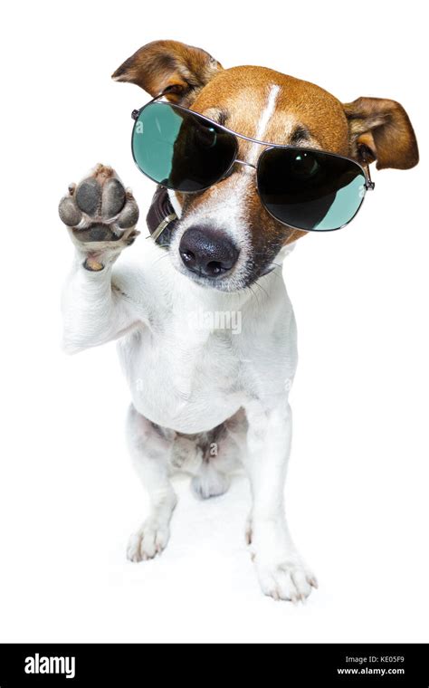 dog sunglasses funny Stock Photo - Alamy