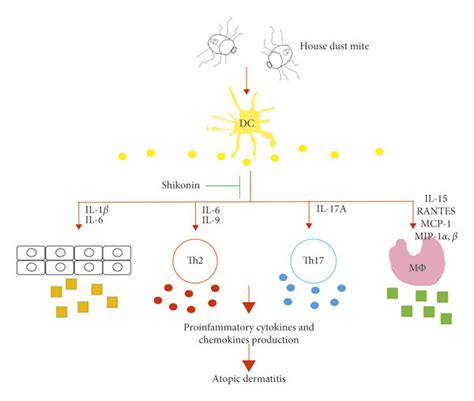 Schematic Diagram Of The Proposed Action Of Shikonin Om Der P Induced