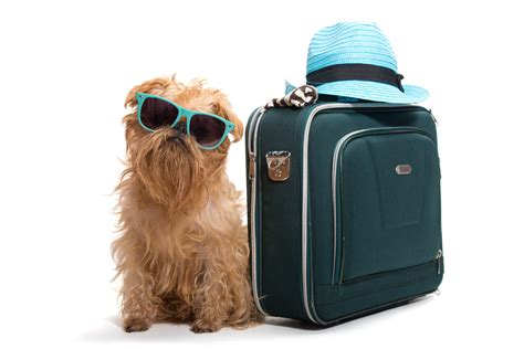 Dog Travel What To Pack When Travelling With Dogs In The Uk Or Overseas