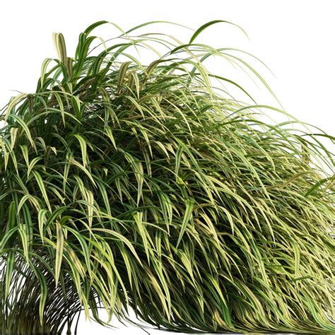 hakonechloa macra japanese forest grass  model  vray