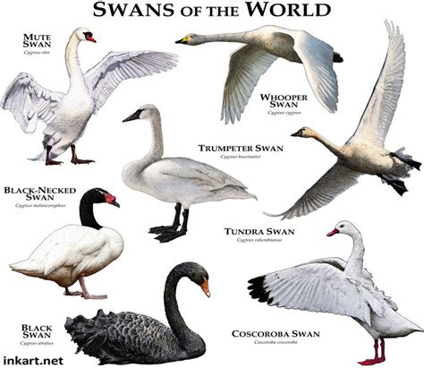 Swans Of The World Swan Breeds Swan Identification Guide History Of