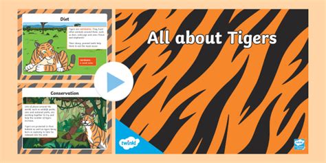 Ks All About Tigers Powerpoint Teacher Made