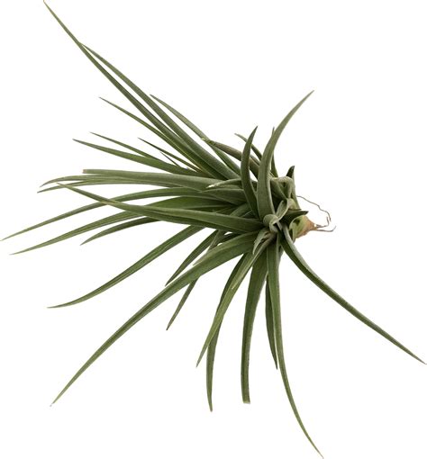 Tillandsia Jucunda Bromelia BCN