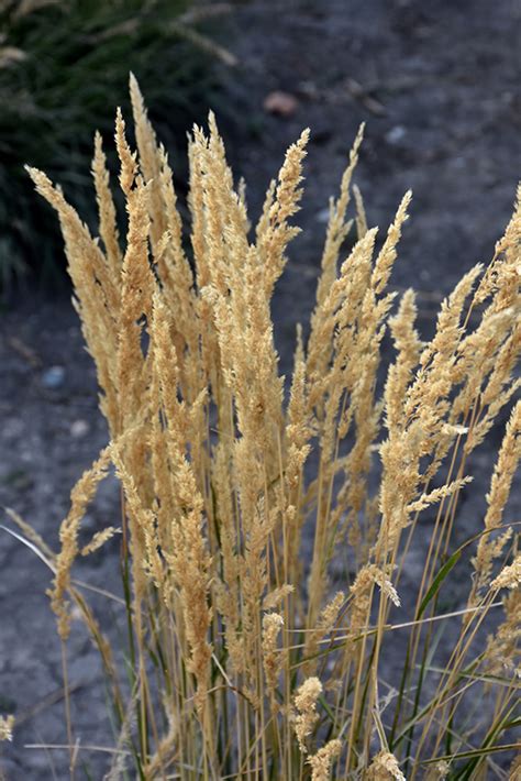 El Dorado Feather Reed Grass Calamagrostis X Acutiflora El Dorado In Boston Hopkinton