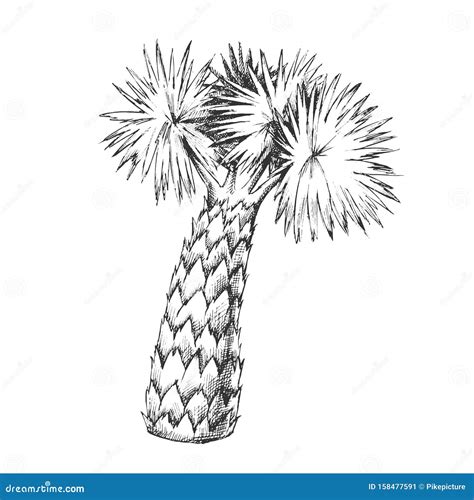 Palm Leaves Tree High Trunk Monochrome Vector Stock Vector