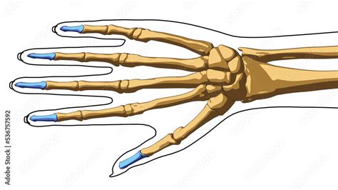 Human skeleton anatomy distal phalanges bones for medical concept 3D ...