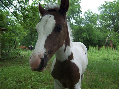 El Caballo Pinto Origen Características Temperamento Y Funciones