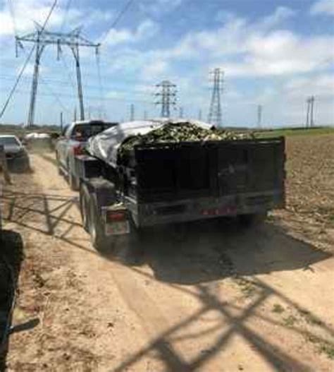 Sheriffs Office Eradicates 1 Acre Of Opium Poppies In Moss Landing