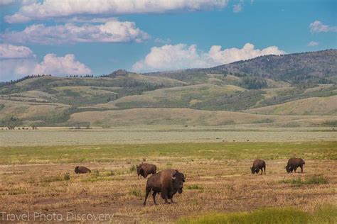 Wildlife Tour At Grand Teton National Park