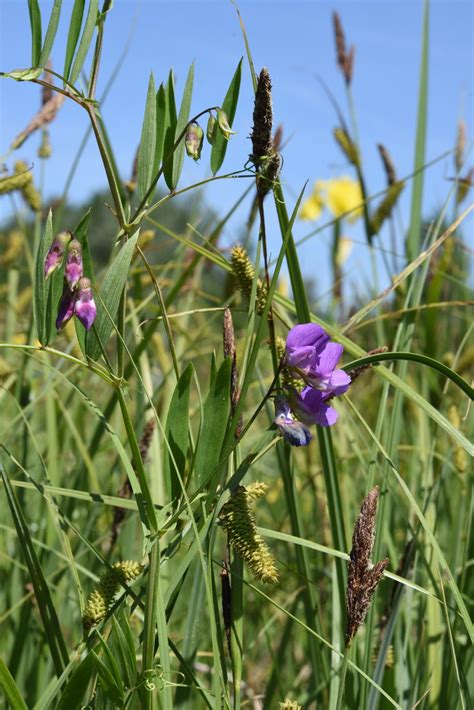 Lathyrus Palustris Marsh Pea Sumpf Platterbse Germany Flickr