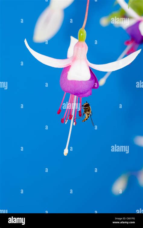 La Campanella trailing fuchsia against a blue background Stock Photo ...