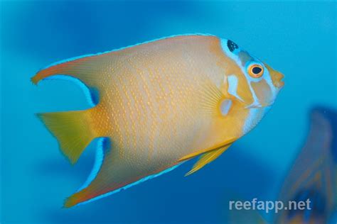 Holacanthus ciliaris (Queen angelfish)